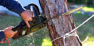 Best Tree Risk Assessment  in Jonesville, VA