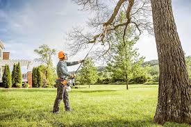 Best Fruit Tree Pruning  in Jonesville, VA