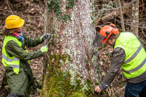 Best Arborist Consultation Services  in Jonesville, VA