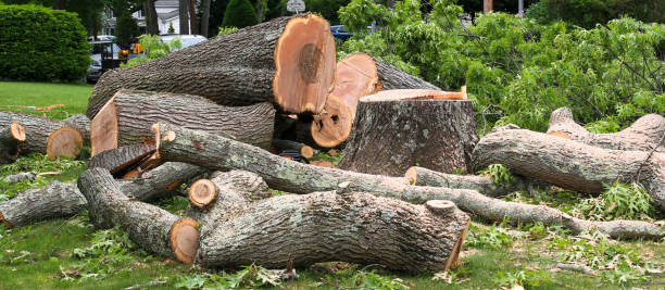 Best Palm Tree Trimming  in Jonesville, VA