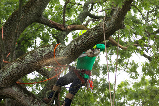 Best Tree Maintenance Programs  in Jonesville, VA