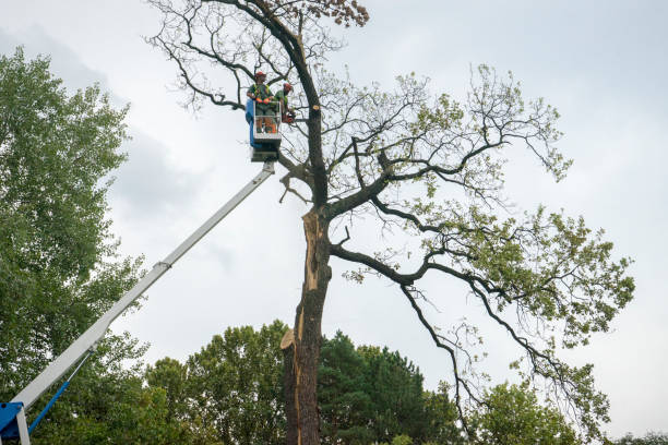 Best Seasonal Cleanup (Spring/Fall)  in Jonesville, VA