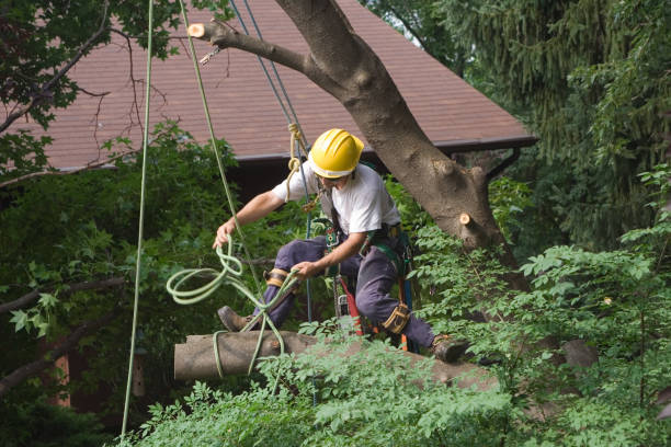 Trusted Jonesville, VA Tree Services Experts