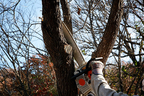 Seasonal Cleanup (Spring/Fall) in Jonesville, VA