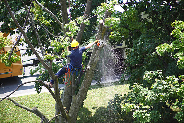 Best Tree Health Inspection  in Jonesville, VA