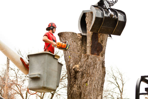 How Our Tree Care Process Works  in  Jonesville, VA