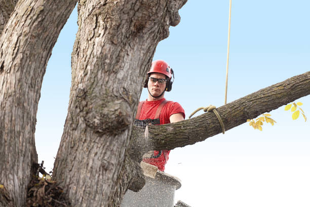 Best Emergency Tree Removal  in Jonesville, VA